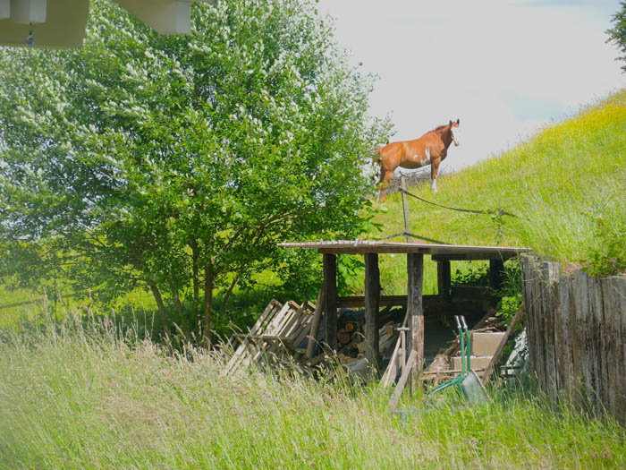 Gîte Varsberg, Moselle - l'enclos des chevaux    